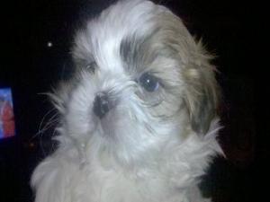 vand puiuti shi-tzu