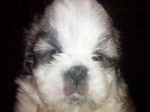 vand puiuti shi-tzu