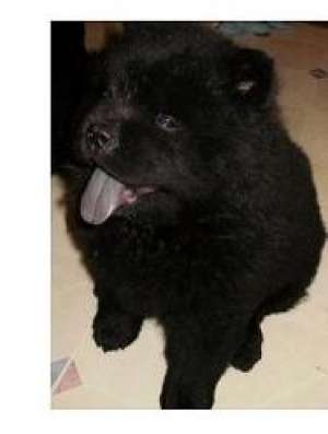 Vand catel chow chow , 