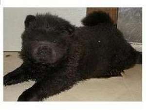 Vand catel chow chow , 