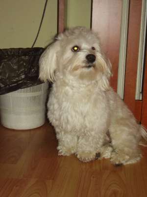 pierdut Bichon Maltez