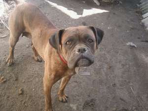 VAND CAINE BOXER  FEMELA T IGRAT !!!