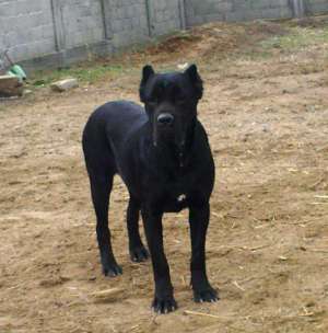 Cateii Cane Corso