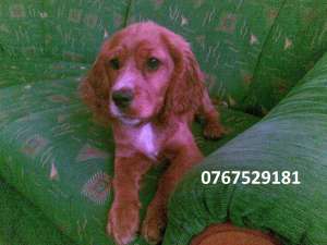 vand pui femela cocker spaniel
