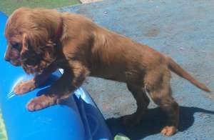 vand pui femela cocker spaniel