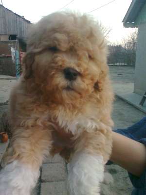 bichon bolognese de vanzare