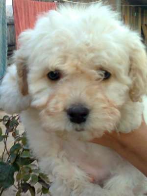 bichon bolognese de vanzare