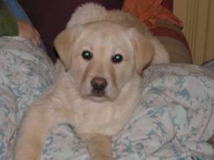 pui labrador de la Mos Craciun