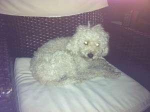 pierdut caniche si bichon albi, varsta 3 ani