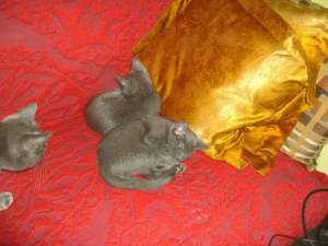 Vand pisicuti Russian Blue
