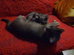 Vand pisicuti Russian Blue