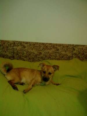 Donez metis teckel