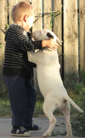 Pui Bull Terrier de vanzare avantajos
