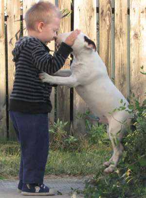 Pui Bull Terrier de vanzare avantajos