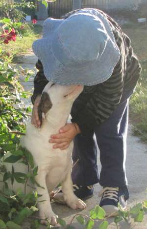 Pui Bull Terrier de vanzare avantajos