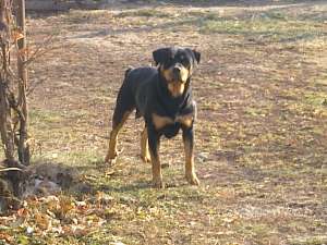 vand pui rottweiler