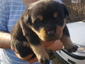vand pui rottweiler