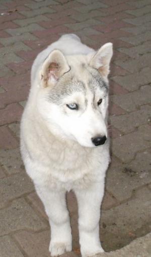 Vand pui Husky