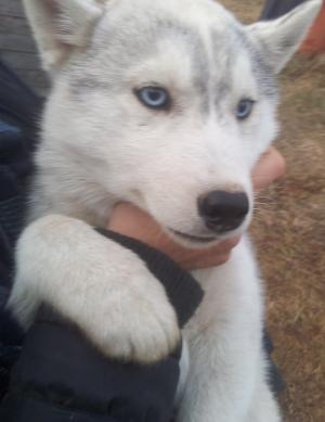 Vand pui Husky