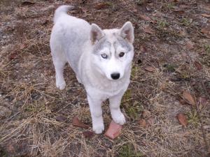 Vand pui Husky