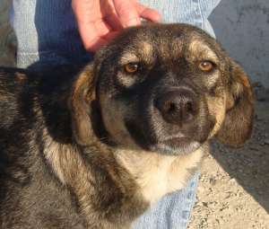 urgent ajutor adoptie
