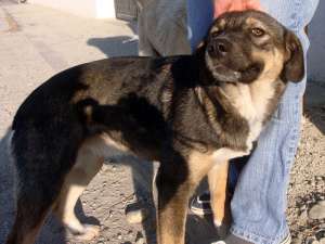 urgent ajutor adoptie