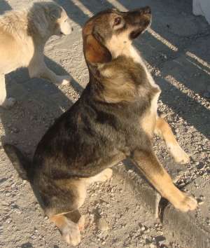urgent ajutor adoptie