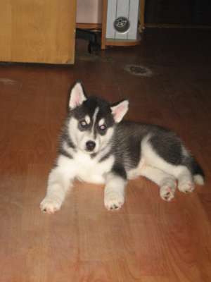 husky siberian rasa pura