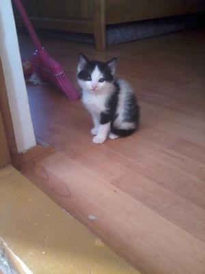 donez 3 pisoiasi fff dulci in varsta  de 3 luni urgent!!!!