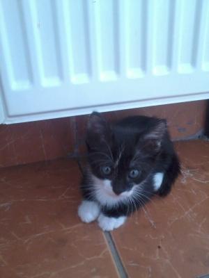 donez 3 pisoiasi fff dulci in varsta  de 3 luni urgent!!!!