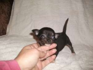 Vand pui chihuahua toy