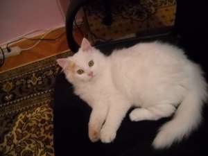 Vand mascul alb ANGORA