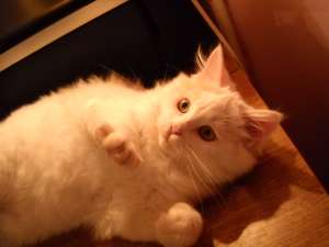 Vand mascul alb ANGORA