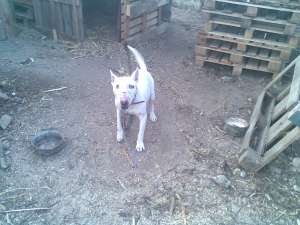 Vand BullTerrier...