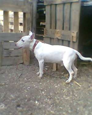 Vand BullTerrier...