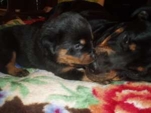 Vand convenabil puiuti rottweiler