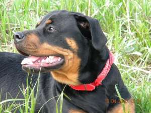 Vand convenabil puiuti rottweiler