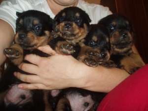 Vand convenabil puiuti rottweiler