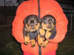 pui de  rottweiler