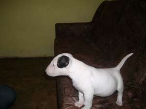 Vand pui bull terrier
