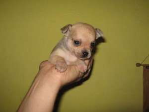 vand pui chihuahua
