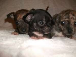 vand pui chihuahua