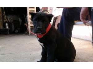 femela cane corso