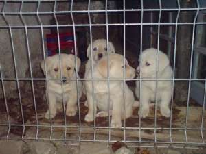CATELUSI LABRADOR RETRIEVER!