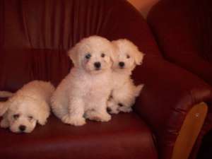 VAND  BICHON FRISE