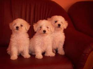 VAND BICHON FRISE