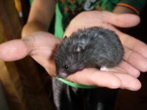 donez pui hamster sirian pufos