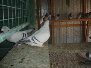 vand porumbei standard sidef