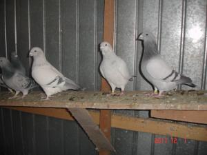 vand porumbei standard sidef