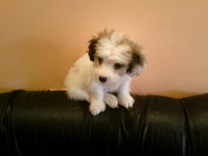 VAND BICHON HAVANEZ
